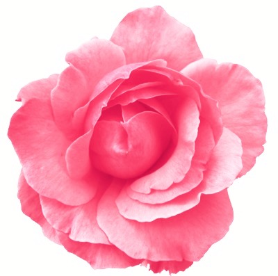 Pinkrose