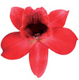 Red_orchid_1